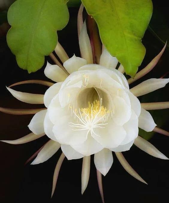 Dama Aurea N°7