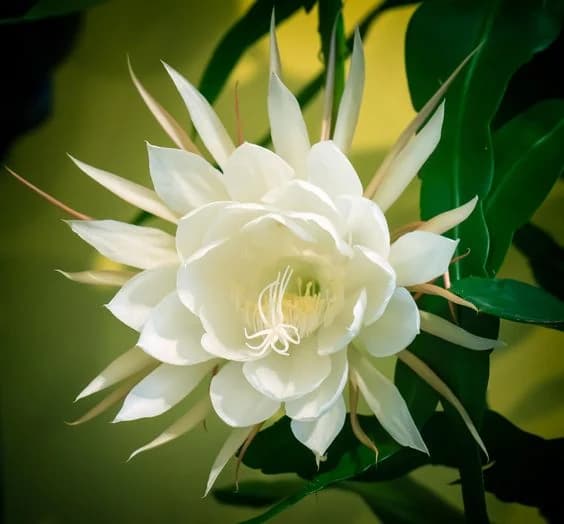 Dama Aurea N°3