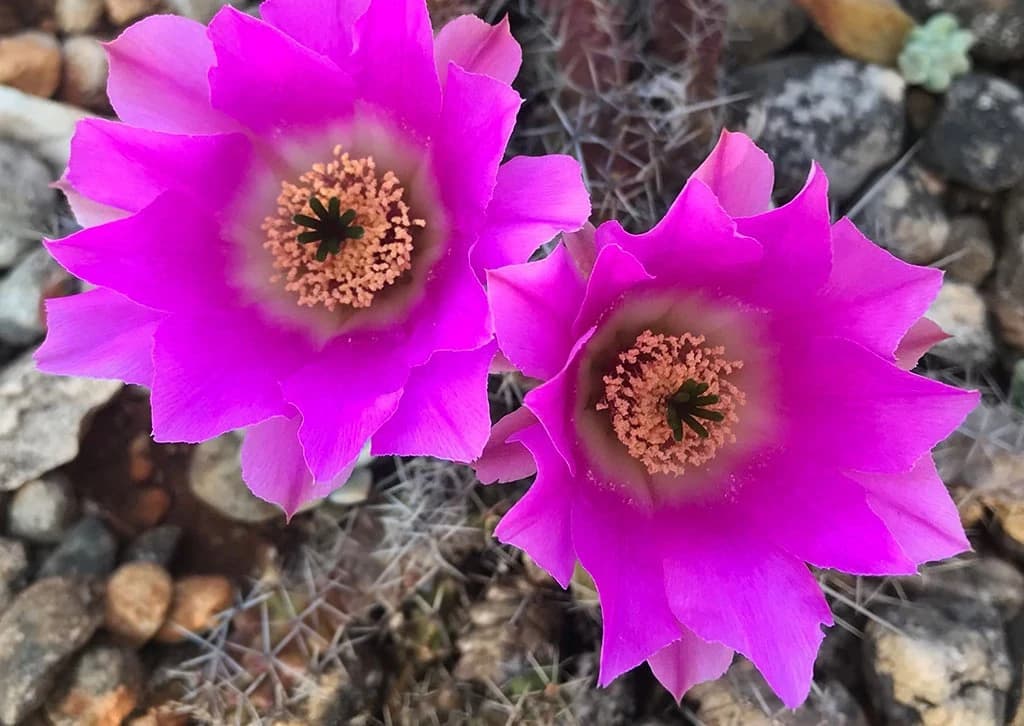 Estrella Iris