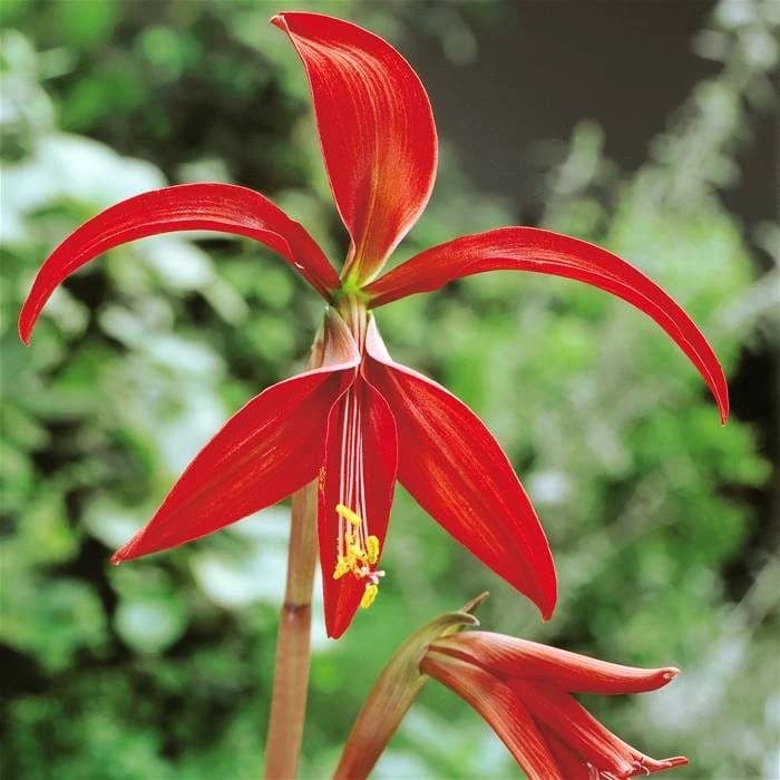 Flor de Lys