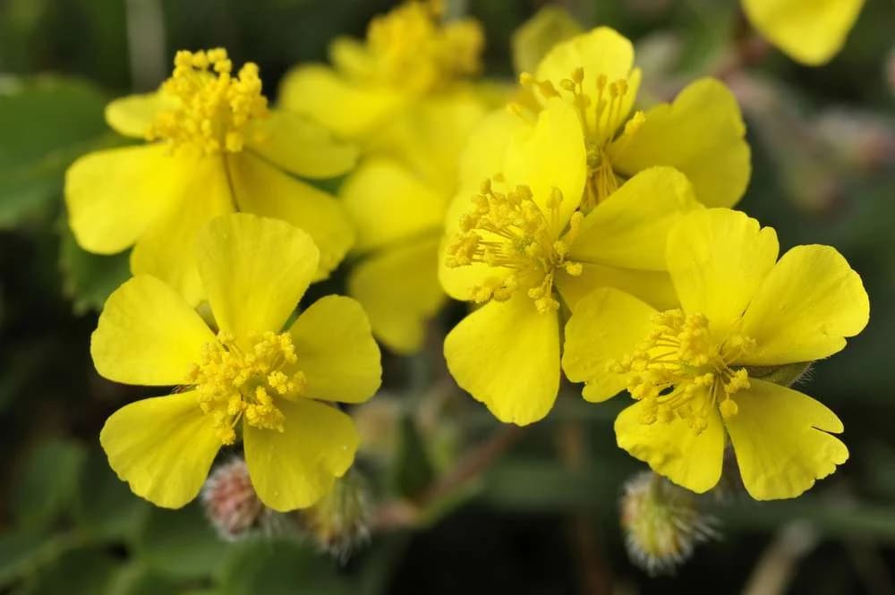 HELIANTEMO