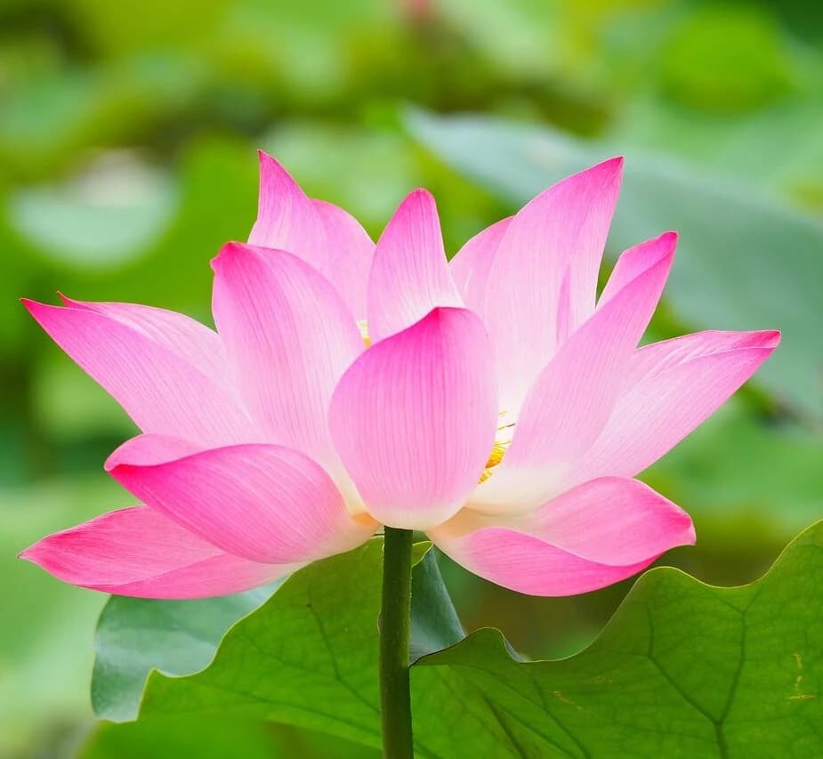 LOTUS