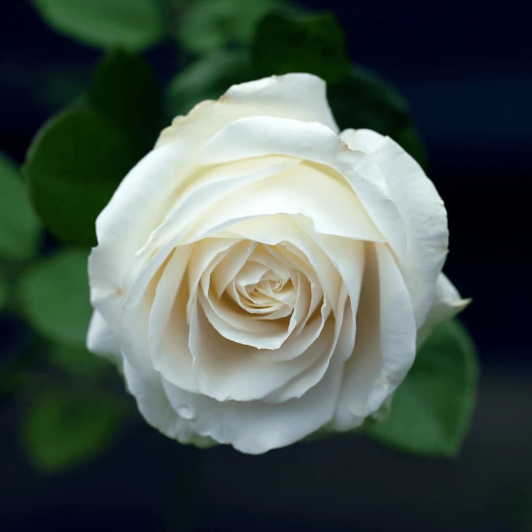 Rosa N°10