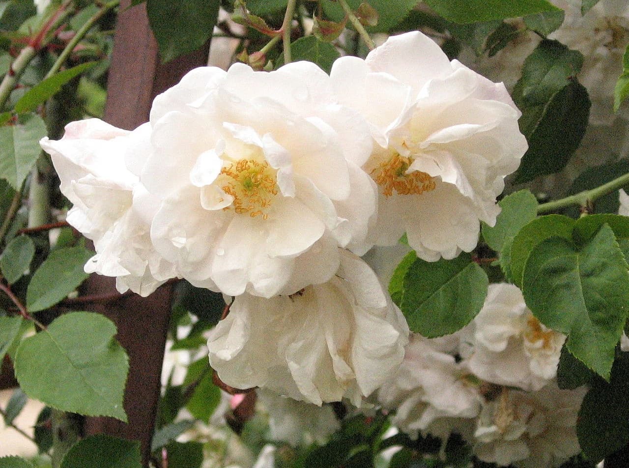 Rosa N°11