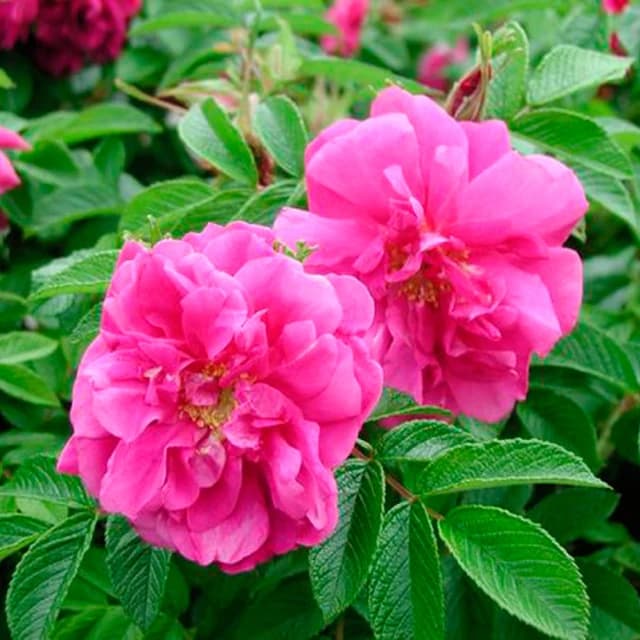 Rosa N°8