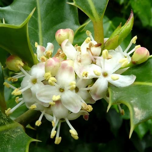 ACEBO