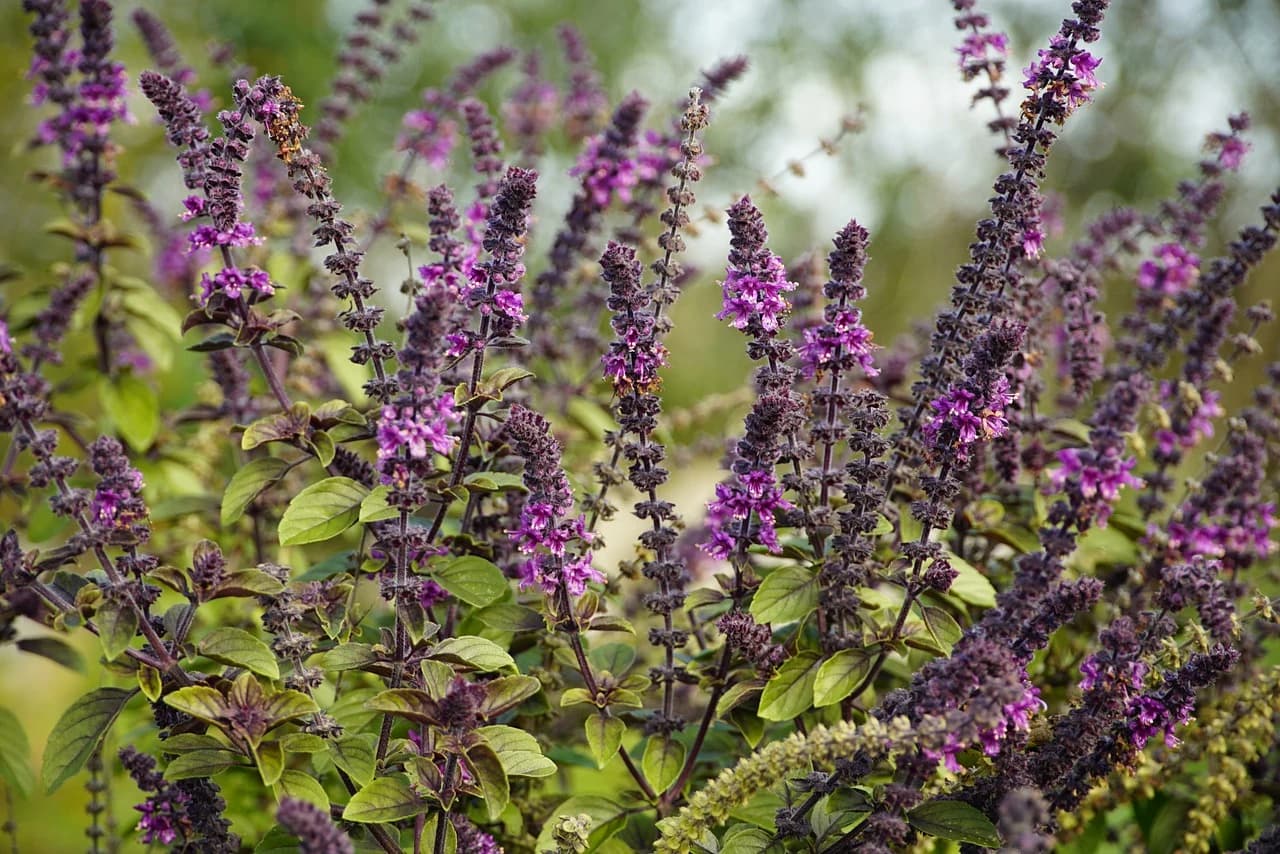 ALBAHACA