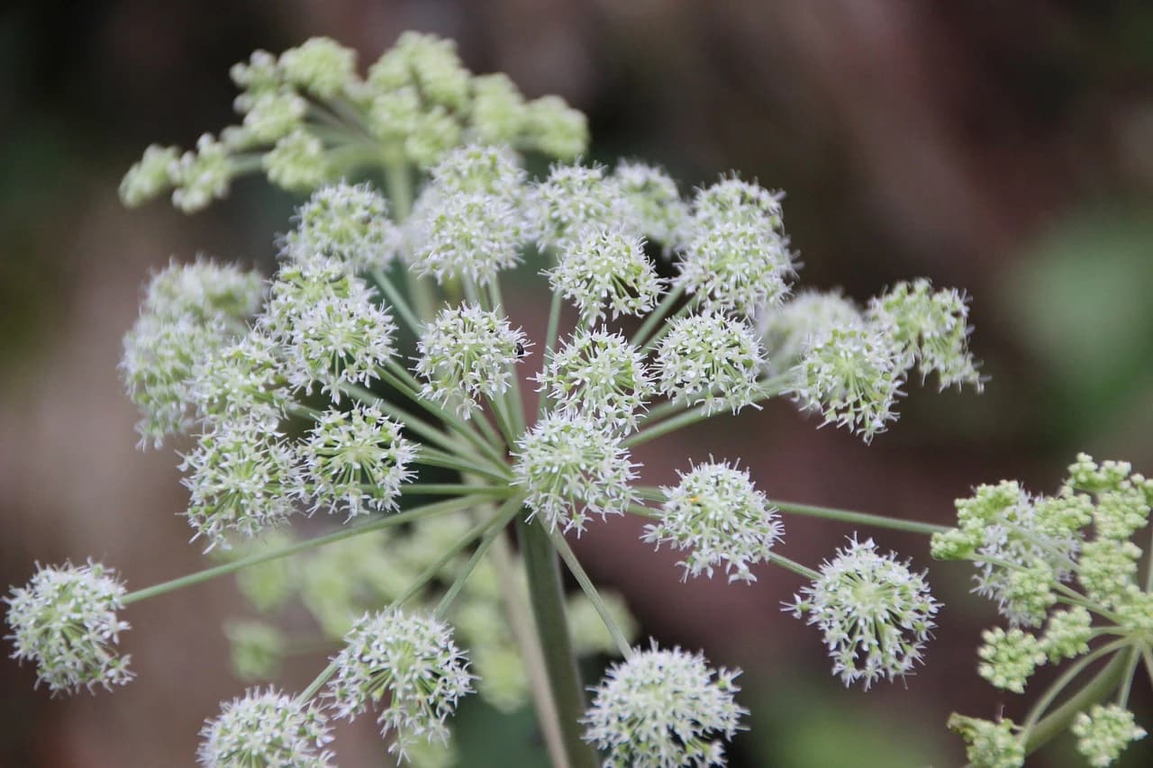 ANGELICA