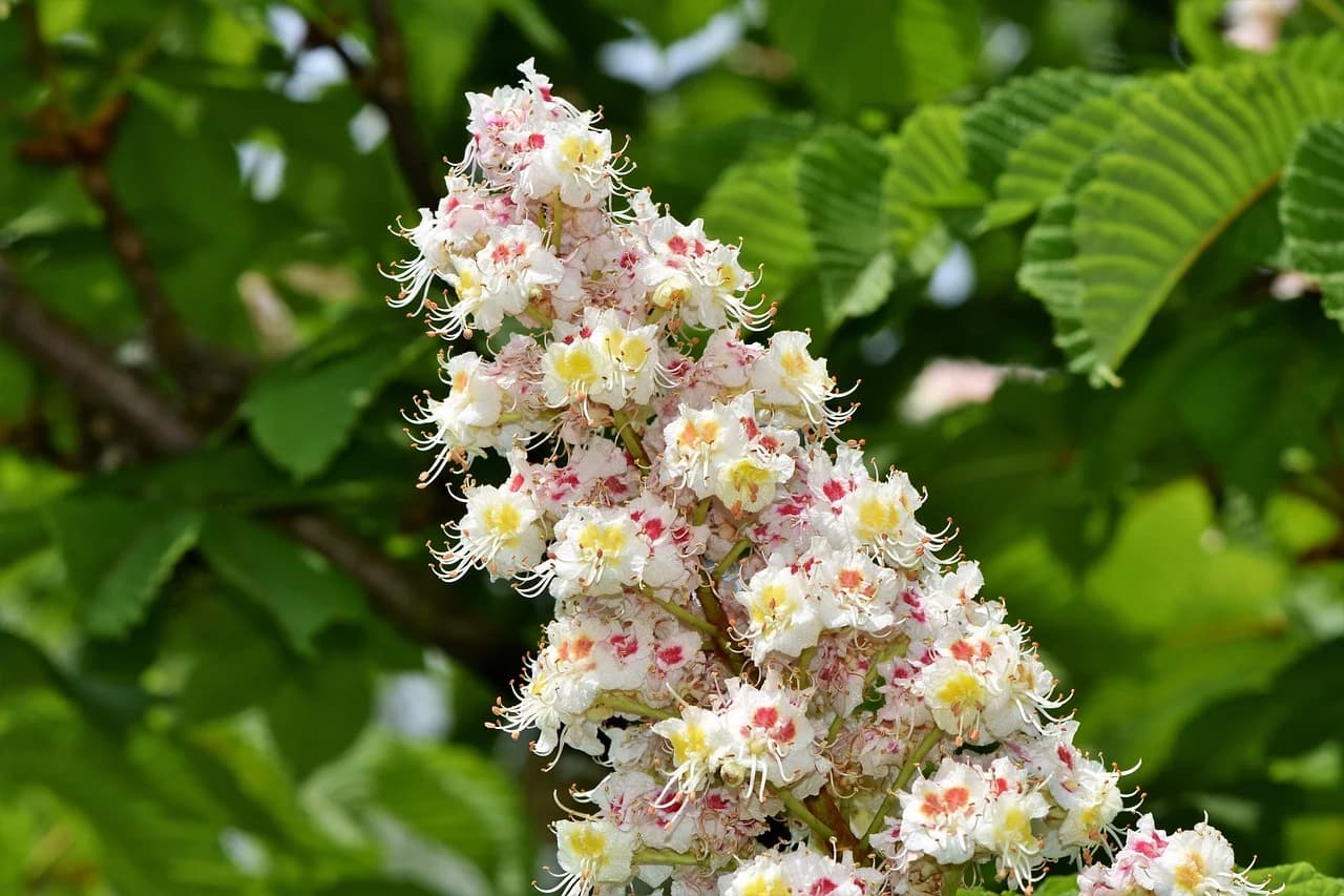 CASTAÑO BLANCO