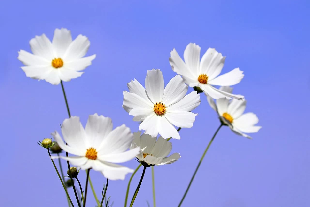 COSMOS