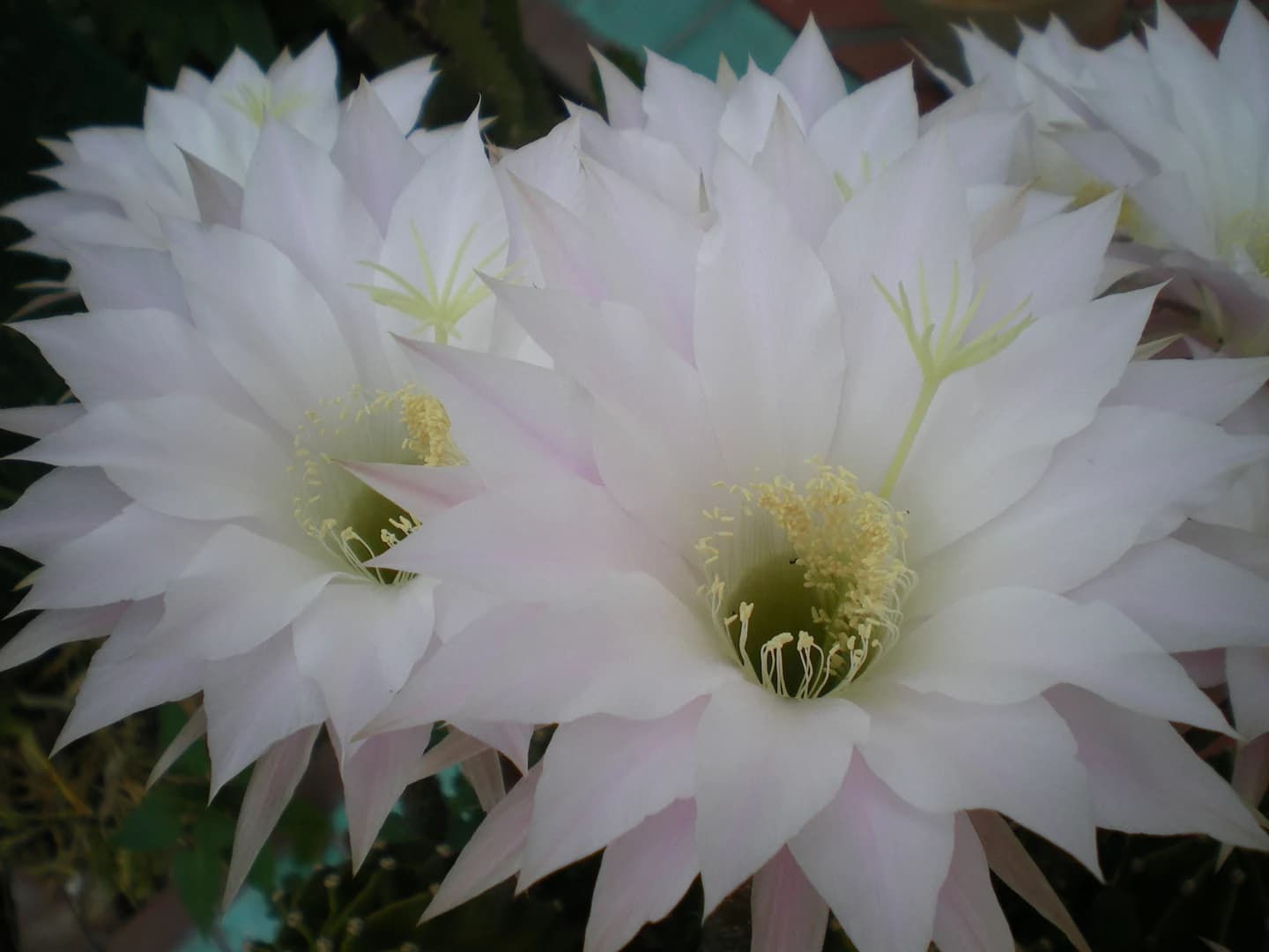 Dama Aurea N°4