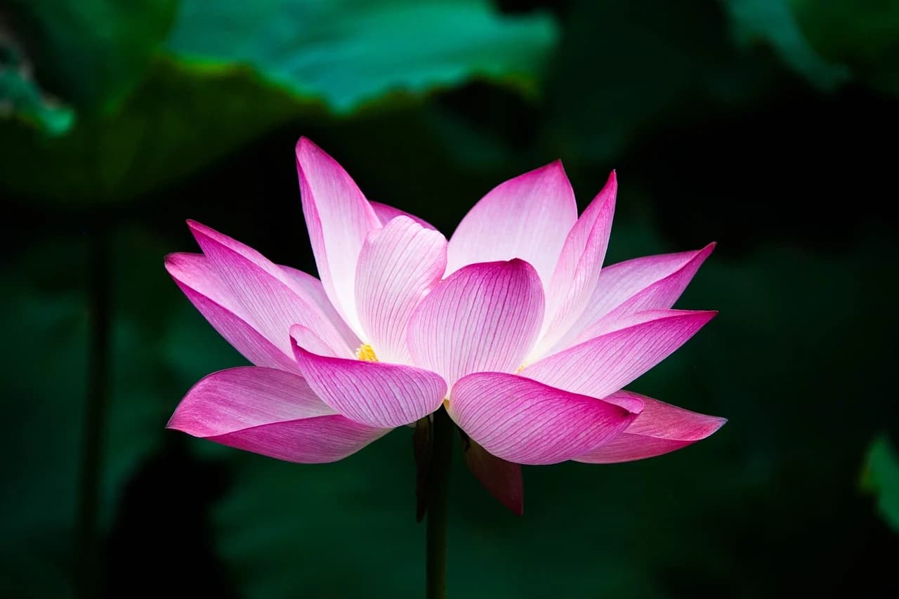 LOTUS DEL ALBA