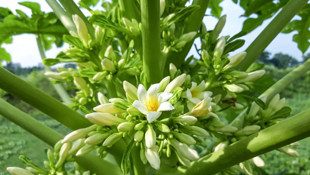 PAPAYA