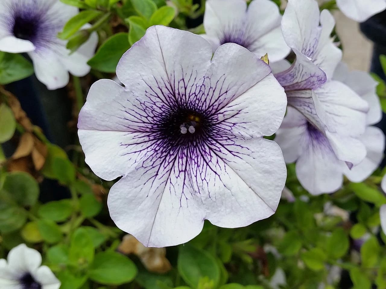 PETUNIA