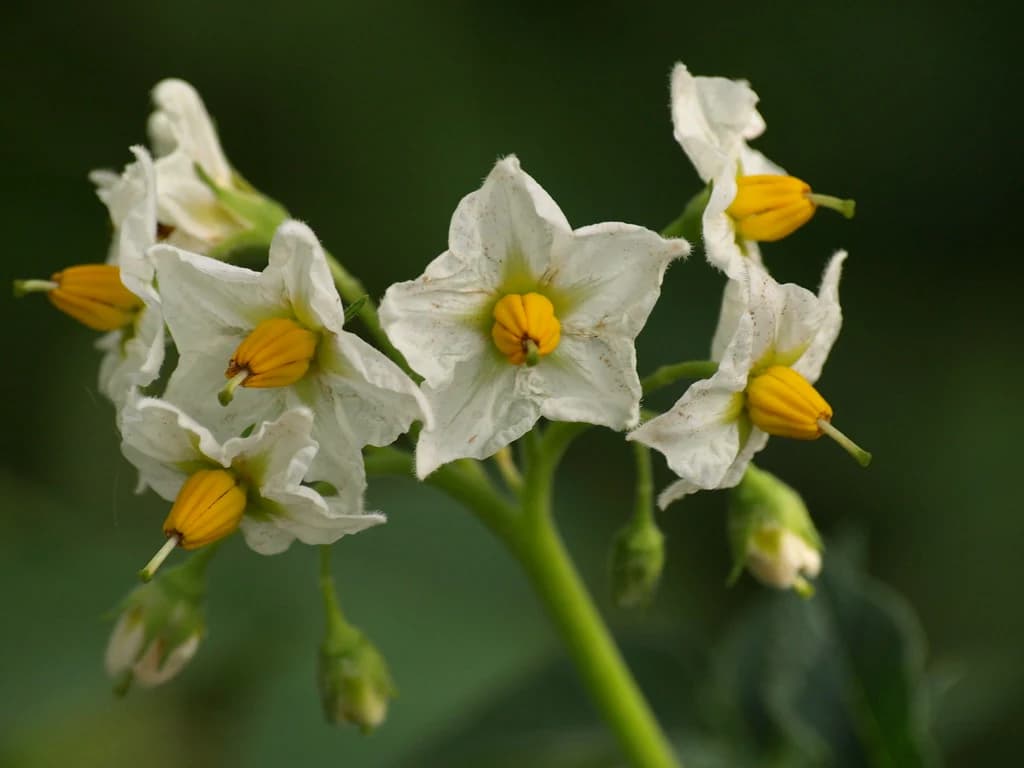 PIMIENTO
