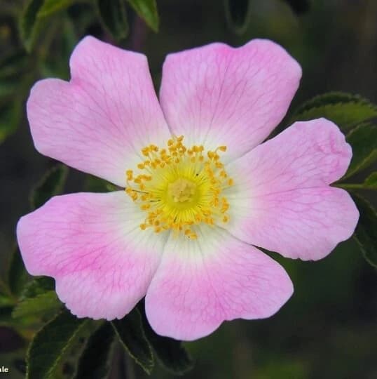 ROSA SILVESTRE