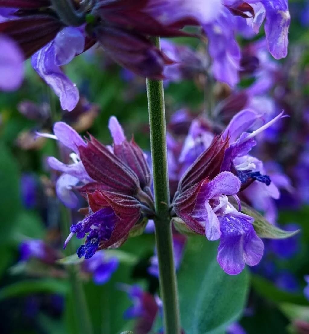 SALVIA